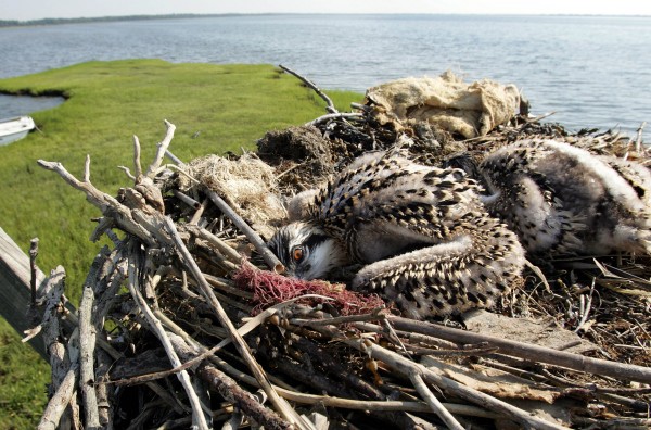 Osprey Banding
